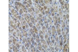 Immunohistochemistry of paraffin-embedded Mouse stomach using UBE2A Polyclonal Antibody (UBE2A antibody)