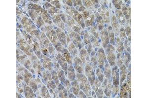 Immunohistochemistry of paraffin-embedded Mouse stomach using UBE2A Polyclonal Antibody (UBE2A antibody)
