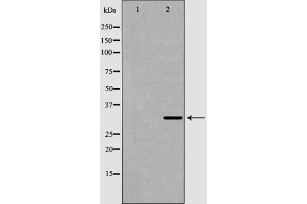 HNMT antibody  (Internal Region)