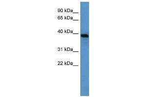 WB Suggested Anti-Ambp Antibody Titration:  0. (AMBP antibody  (N-Term))
