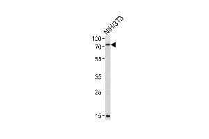 Western blot analysis of lysate from mouse NIH/3T3 cell line, using Mouse Pak3 Antibody (N-term) (ABIN657852 and ABIN2846813).