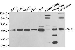 Western blot analysis of extracts of various cell lines, using OXA1L antibody (ABIN5973722) at 1/1000 dilution. (OXA1L antibody)