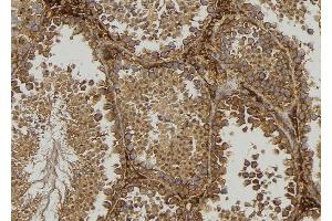 ABIN6276853 at 1/100 staining Mouse testis tissue by IHC-P. (Frataxin antibody  (Internal Region))