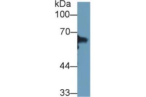 Detection of HSPA1L in Rat Uterus lysate using Polyclonal Antibody to Heat Shock 70 kDa Protein 1 Like Protein (HSPA1L)
