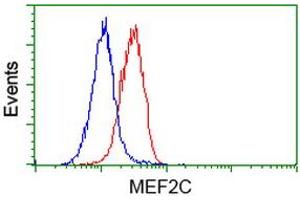 Flow Cytometry (FACS) image for anti-Myocyte Enhancer Factor 2C (MEF2C) antibody (ABIN1499364) (MEF2C antibody)