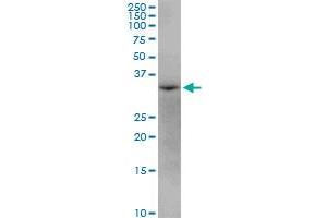 AASDHPPT MaxPab polyclonal antibody. (AASDHPPT antibody  (AA 1-309))