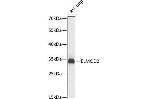Western blot analysis of extracts of rat lung, using ELMOD2 antibody  at 1:3000 dilution. (ELMOD2 antibody  (AA 5-95))