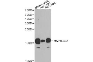 Western blot analysis of extracts of various cell lines, using MAP1LC3A antibody.