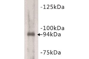 Western Blotting (WB) image for anti-Junctophilin 2 (JPH2) antibody (ABIN1854928)