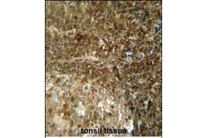 CCDC8 antibody (C-term) (ABIN654511 and ABIN2844238) immunohistochemistry analysis in formalin fixed and paraffin embedded human tonsil tissue followed by peroxidase conjugation of the secondary antibody and DAB staining. (CCDC8 antibody  (C-Term))