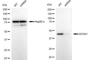 Western blotting analysis using EIF4A1 antibody (ABIN7798525).