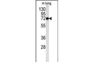 Western blot analysis of OB antibody (Center) (ABIN391715 and ABIN2841607) in mouse lung tissue lysates (35 μg/lane). (Monoamine Oxidase B antibody  (AA 303-334))