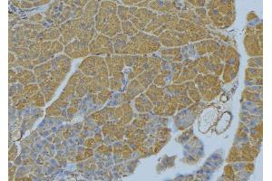 ABIN6277779 at 1/100 staining Human pancreas tissue by IHC-P.