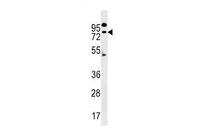 Western blot analysis in A549 cell line lysates (35ug/lane). (ZNF480 antibody  (N-Term))