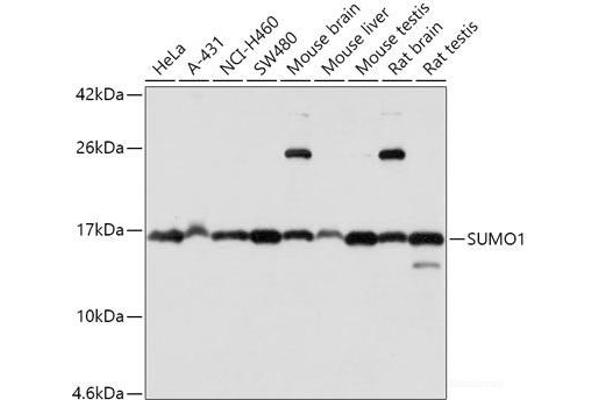 SUMO1 antibody