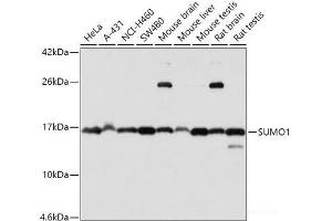 Western blot analysis of extracts of various cell lines using SUMO1 Polyclonal Antibody at dilution of 1:1000. (SUMO1 antibody)