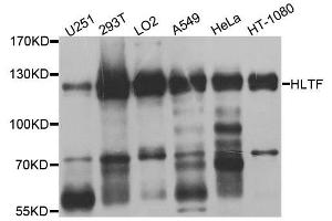 Western blot analysis of extracts of various cell lines, using HLTF antibody. (HLTF antibody  (AA 726-1009))
