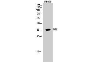 Western Blotting (WB) image for anti-Splicing Factor, Arginine/Serine Rich 7 (SFRS7) (Internal Region) antibody (ABIN3183100)