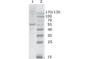 Western Blot testing using HIV-1 p24 antibody, clone 2N44 (05-007).
