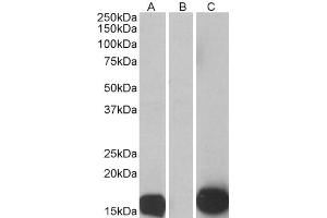 HEK293 lysate (10ug protein in RIPA buffer) overexpressing Human S100A7 with C-terminal MYC tag probed with ABIN185647 (0. (S100A7 antibody  (Internal Region))