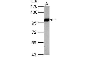 WB Image Sample (50 ug of whole cell lysate) A: mouse brain 7. (VCP antibody  (N-Term))