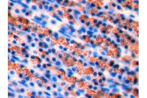 DAB staining on IHC-P; Samples: Rat Stomach Tissue (INHBA antibody  (AA 314-424))