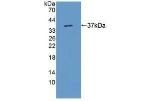 Western blot analysis of recombinant Rat KMO. (KMO antibody  (AA 1-282))