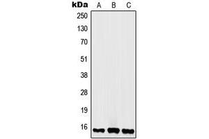 Western blot analysis of Histone H2A. (H2AFX antibody  (C-Term))