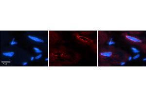 Rabbit Anti-TCF20 Antibody    Formalin Fixed Paraffin Embedded Tissue: Human Adult heart  Observed Staining: Nuclear (nuclear membrane) Primary Antibody Concentration: 1:100 Secondary Antibody: Donkey anti-Rabbit-Cy2/3 Secondary Antibody Concentration: 1:200 Magnification: 20X Exposure Time: 0. (TCF20 antibody  (C-Term))
