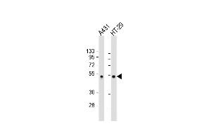 All lanes : Anti-Sumo-site Antibody (p53) at 1:2000 dilution Lane 1: A431 whole cell lysate Lane 2: HT-29 whole cell lysate Lysates/proteins at 20 μg per lane. (p53 antibody  (AA 364-393))