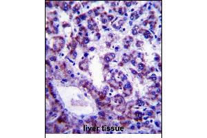 PLSCR4 Antibody (Center) (ABIN657895 and ABIN2846847) immunohistochemistry analysis in formalin fixed and paraffin embedded human liver tissue followed by peroxidase conjugation of the secondary antibody and DAB staining. (PLSCR4 antibody  (AA 122-151))