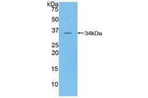 TAF1 antibody  (AA 1379-1636)