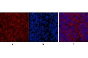 Immunofluorescence analysis of mouse spleen tissue. (MAP1LC3A antibody)