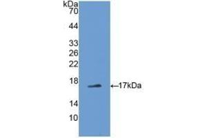 ADIPOQ antibody  (AA 111-244)