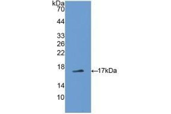 ADIPOQ 抗体  (AA 111-244)