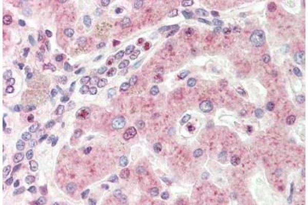 MXD4 antibody  (N-Term)