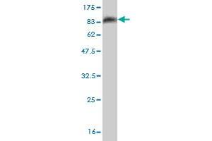 Western Blot detection against Immunogen (83. (OXSR1 antibody  (AA 1-527))