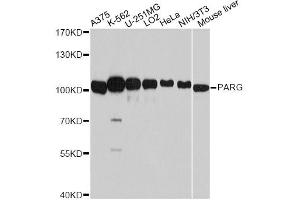 Western blot analysis of extracts of various cell lines, using PARG antibody (ABIN4904677) at 1:7000 dilution. (PARG antibody)