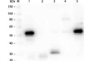 Western Blot of Anti-Rabbit IgG (H&L) (CHICKEN) Antibody . (Chicken anti-Rabbit IgG (Heavy & Light Chain) Antibody (Alkaline Phosphatase (AP)) - Preadsorbed)