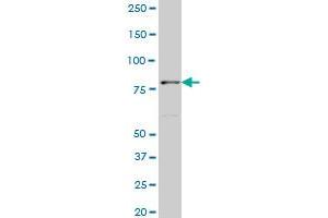 TTF2 monoclonal antibody (M06), clone 1E8 Western Blot analysis of TTF2 expression in NIH/3T3 . (TTF2 antibody  (AA 2-100))