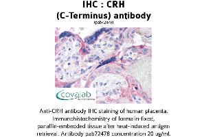 Image no. 1 for anti-Corticotropin Releasing Hormone (CRH) (C-Term) antibody (ABIN1733308)