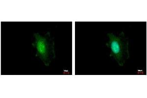 Immunofluorescence (IF) image for anti-Damage Specific DNA Binding Protein 1 (DDB1) (C-Term) antibody (ABIN2854664)