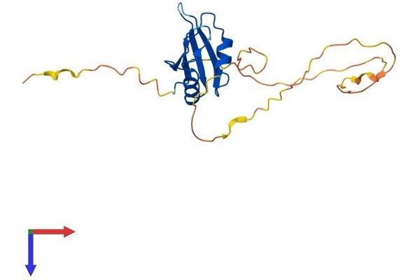 RBPMS Protein (AA 1-197) (His tag)