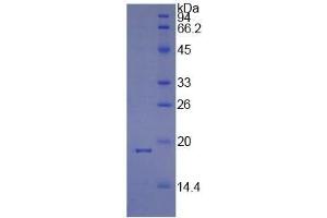 SDS-PAGE of Protein Standard from the Kit (Highly purified E. (PPIA ELISA Kit)