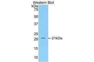 Western Blotting (WB) image for anti-Tumor Necrosis Factor (Ligand) Superfamily, Member 13b (TNFSF13B) (AA 113-283) antibody (ABIN1174922) (BAFF antibody  (AA 113-283))