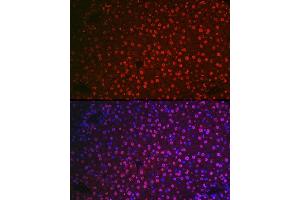Immunofluorescence (IF) image for anti-Nuclear Receptor Subfamily 5, Group A, Member 2 (NR5A2) (AA 1-140) antibody (ABIN6144832)