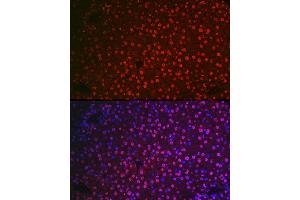 Immunofluorescence analysis of mouse liver cells using NR5 Rabbit pAb (ABIN6133574, ABIN6144832, ABIN6144834 and ABIN6217774) at dilution of 1:100 (40x lens). (NR5A2 + LRH1 antibody  (AA 1-140))