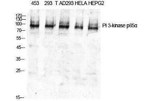 Western Blotting (WB) image for anti-Phosphoinositide 3 Kinase, p85 alpha (PI3K p85a) (Thr232) antibody (ABIN3176879) (PIK3R1 antibody  (Thr232))