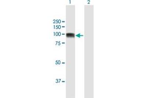 Western Blot analysis of GOLGA1 expression in transfected 293T cell line by GOLGA1 MaxPab polyclonal antibody. (GOLGA1 antibody  (AA 1-767))