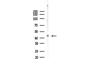 anti-serpin Peptidase Inhibitor, Clade B (Ovalbumin), Member 6 (SERPINB6) (N-Term) antibody